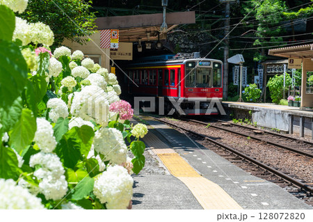 《神奈川県》あじさい電車・箱根登山鉄道塔ノ沢駅 《神奈川県》あじさい電車・箱根登山鉄道塔ノ沢駅 128072820