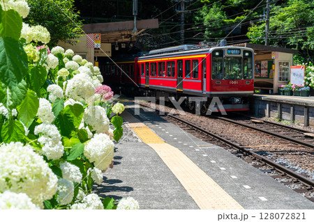 《神奈川県》あじさい電車・箱根登山鉄道塔ノ沢駅 128072821