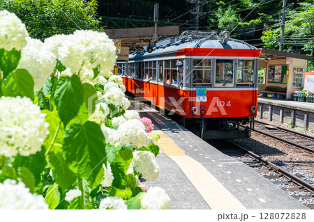 《神奈川県》あじさい電車・箱根登山鉄道塔ノ沢駅 128072828