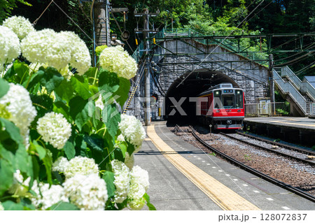 《神奈川県》あじさい電車・箱根登山鉄道塔ノ沢駅 128072837