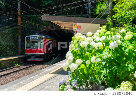 《神奈川県》あじさい電車・箱根登山鉄道塔ノ沢駅 128072840