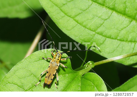 ヤツメカミキリ 128072857