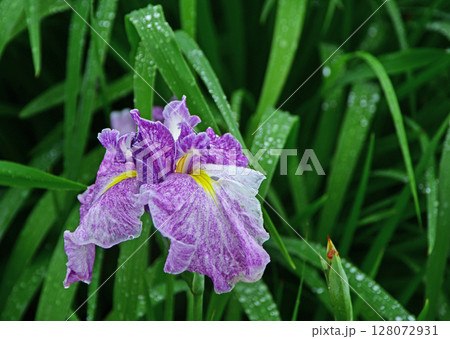 雨上がり 128072931