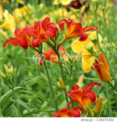 梅雨時の花ヘメロカリス 128073202