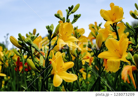 梅雨時の花ヘメロカリス 梅雨時の花ヘメロカリス 128073209