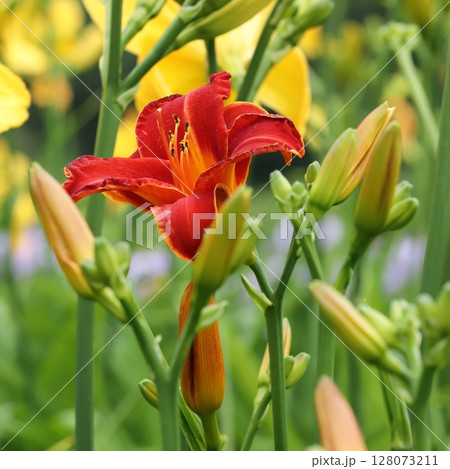 梅雨時の花ヘメロカリス 梅雨時の花ヘメロカリス 128073211