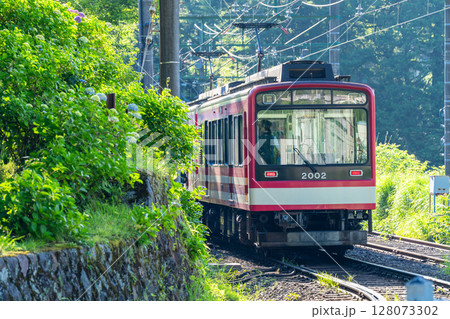 《神奈川県》あじさい電車・箱根登山鉄道強羅駅 128073302