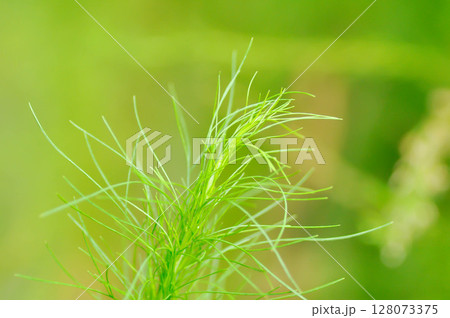 Dog fennel, dogfennel or Eupatorium capillifolium or false dill tree or Asteraceae 128073375