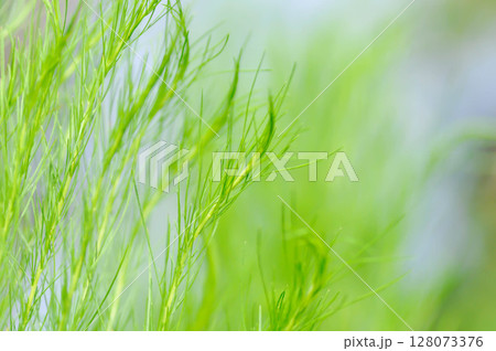 Dog fennel, dogfennel or Eupatorium capillifolium or false dill tree or Asteraceae 128073376