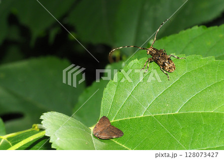 チュウゴクアミガサハゴロモとナガゴマフカミキリ チュウゴクアミガサハゴロモとナガゴマフカミキリ 128073427