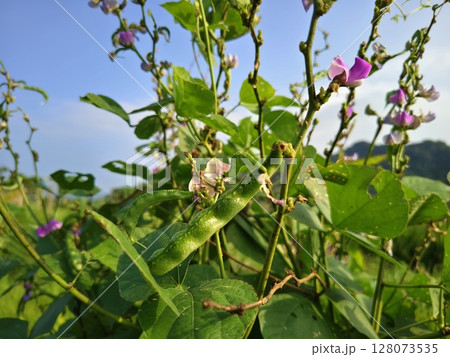 A lush garden of jack bean or Canavalia ensiformis with green leaves against a blue sky background A lush garden of jack bean or Canavalia ensiformis with green leaves against a blue sky background 128073535