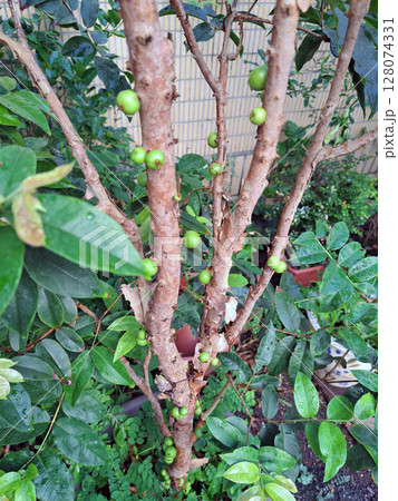 盆栽 ボンサイ 鉢植 128074331