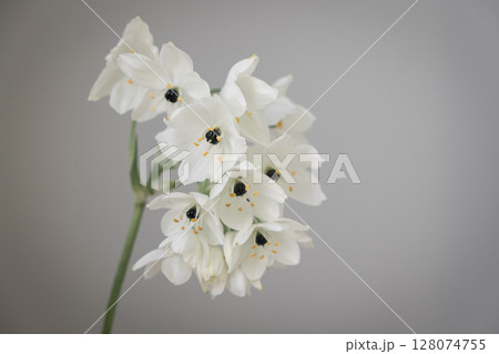 オーニソガラム 128074755