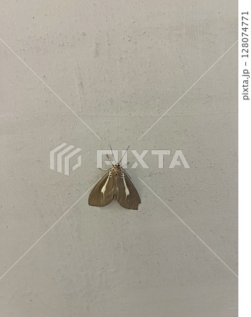 クマゼミ くまぜみ 蛾 128074771
