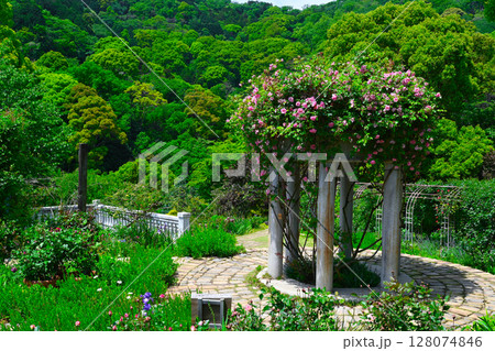 ACAO FORESTの景色 128074846