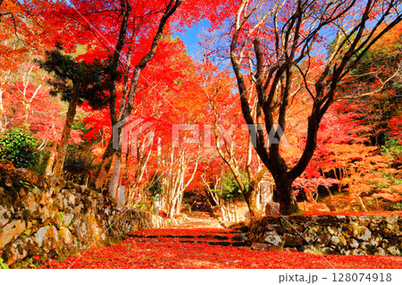 【滋賀県】晴天の鶏足寺の参道の紅葉（石道寺） 128074918