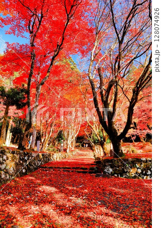 【滋賀県】晴天の鶏足寺の参道の紅葉(石道寺) 【滋賀県】晴天の鶏足寺の参道の紅葉(石道寺) 128074926