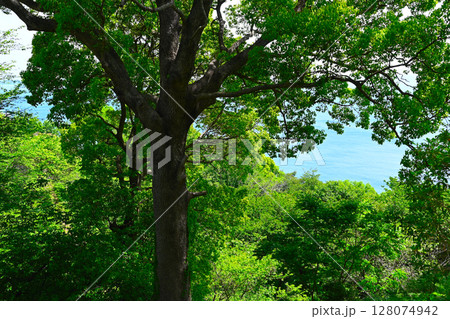 ACAO FORESTの景色 128074942