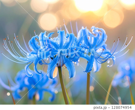 幻想的に咲く青い彼岸花と朝の光 幻想的に咲く青い彼岸花と朝の光 128074954