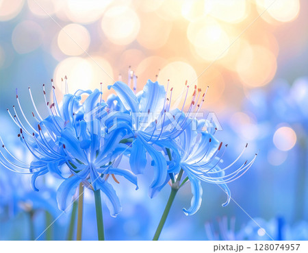 幻想的に咲く青い彼岸花と朝の光 128074957