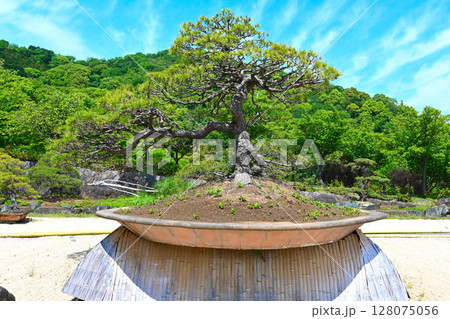 ACAO FORESTの景色 128075056