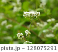そばの花 128075291