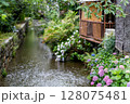 京都の高瀬川の水面に咲く紫陽花 128075481