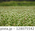 そばの畑 128075542