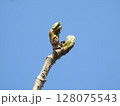 タラの芽の実 128075543