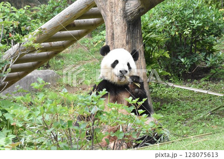 斜め目線の可愛いパンダ 128075613
