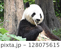 可愛いパンダのランチタイム⑥ 128075615