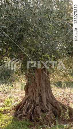 Old olive trees. Ancient olive grove in Greece. 128075850