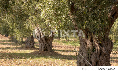 Old olive trees. Ancient olive grove in Greece. 128075852
