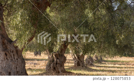 Old olive trees. Ancient olive grove in Greece. 128075853