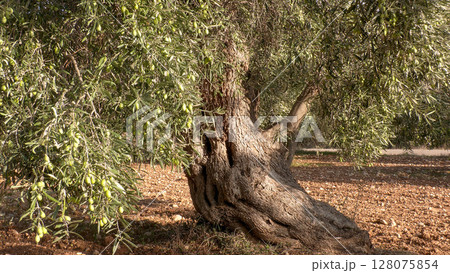 Old olive trees. Ancient olive grove in Greece. 128075854