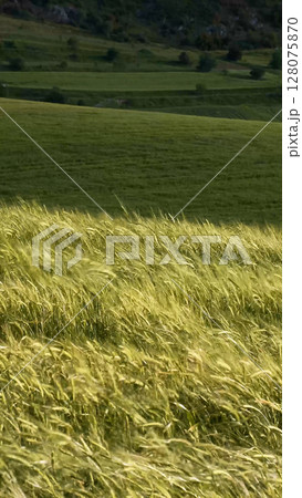 Green wheat field. Hilly landscape in Greece. Green wheat field. Hilly landscape in Greece. 128075870