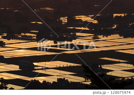 水田輝く 128075974