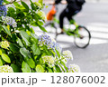 町の中に咲く紫陽花と道路を横断する自転車 128076002