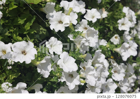 White Petunia flower. First spring flowers. Petunia hybrida. Blooming in the garden. F White Petunia flower. First spring flowers. Petunia hybrida. Blooming in the garden. F 128076075