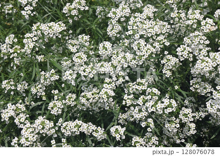 Alyssum is a genus of about 100-170 species of flowering plants in the family Brassicaceae,  128076078