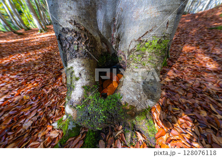 【森林素材】秋の美人林【新潟県】 128076118