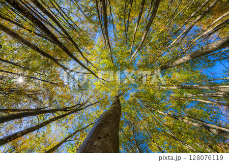 【森林素材】秋の美人林【新潟県】 【森林素材】秋の美人林【新潟県】 128076119