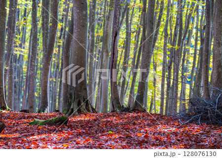 【森林素材】秋の美人林【新潟県】 128076130