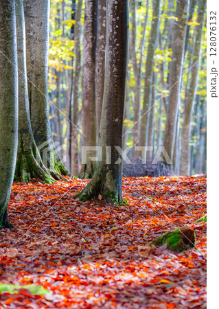 【森林素材】秋の美人林【新潟県】 【森林素材】秋の美人林【新潟県】 128076132