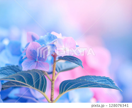 ピンクとブルーの紫陽花が織りなす幻想的な花風景 128076341