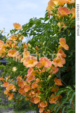 真夏の庭に咲くノウゼンカズラの花　凌霄花 128076983