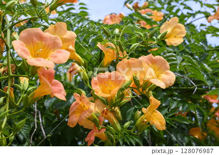 真夏の庭に咲くノウゼンカズラの花 凌霄花 真夏の庭に咲くノウゼンカズラの花 凌霄花 128076987