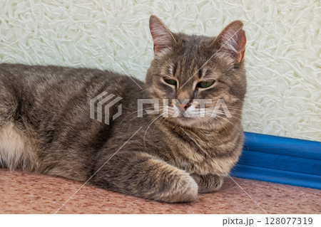A soft, fluffy cat is laying on the floor, curiously gazing at camera 128077319