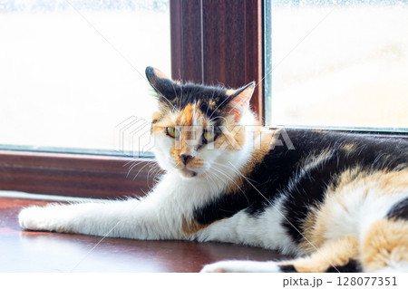 A calico cat is comfortably laying on the floor in front of a sunny window A calico cat is comfortably laying on the floor in front of a sunny window 128077351