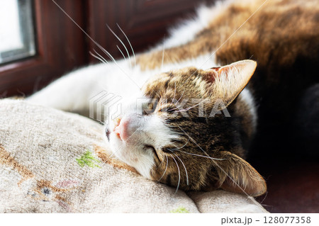 A fluffy cat is peacefully resting on a soft blanket, eyes shut 128077358